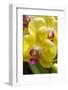 Yellow Moon Orchid-Jim Engelbrecht-Framed Photographic Print