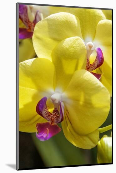 Yellow Moon Orchid-Jim Engelbrecht-Mounted Photographic Print