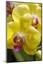 Yellow Moon Orchid-Jim Engelbrecht-Mounted Photographic Print