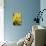 Yellow Moon Orchid-Jim Engelbrecht-Stretched Canvas displayed on a wall