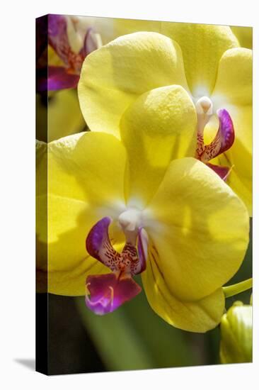 Yellow Moon Orchid-Jim Engelbrecht-Stretched Canvas