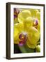 Yellow Moon Orchid-Jim Engelbrecht-Framed Photographic Print