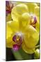 Yellow Moon Orchid-Jim Engelbrecht-Mounted Photographic Print