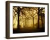 Yellow Morning-Philippe Manguin-Framed Premium Photographic Print