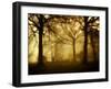 Yellow Morning-Philippe Manguin-Framed Premium Photographic Print