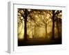 Yellow Morning-Philippe Manguin-Framed Premium Photographic Print