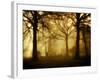 Yellow Morning-Philippe Manguin-Framed Photographic Print