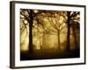 Yellow Morning-Philippe Manguin-Framed Photographic Print