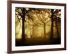 Yellow Morning-Philippe Manguin-Framed Photographic Print