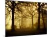 Yellow Morning-Philippe Manguin-Mounted Photographic Print