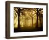 Yellow Morning-Philippe Manguin-Framed Photographic Print