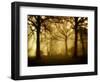 Yellow Morning-Philippe Manguin-Framed Photographic Print