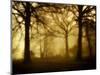 Yellow Morning-Philippe Manguin-Mounted Photographic Print