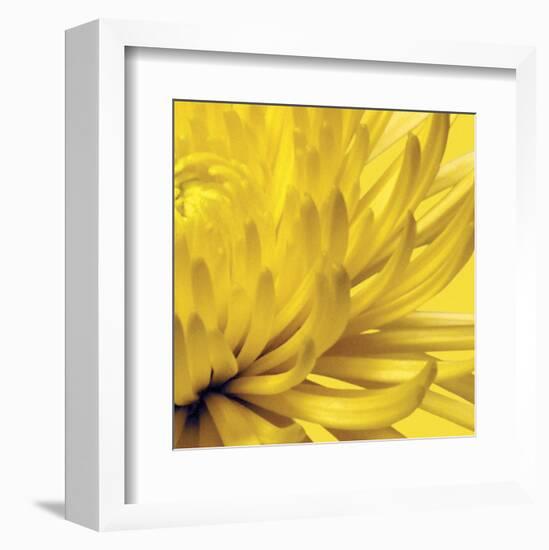 Yellow Mum 2-Jenny Kraft-Framed Art Print