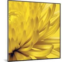 Yellow Mum 2-Jenny Kraft-Mounted Art Print