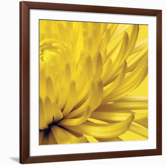 Yellow Mum 2-Jenny Kraft-Framed Art Print