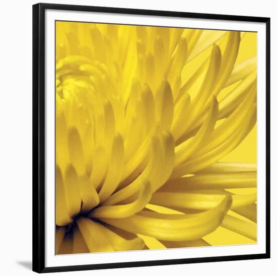 Yellow Mum 2-Jenny Kraft-Framed Art Print