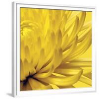 Yellow Mum 2-Jenny Kraft-Framed Art Print