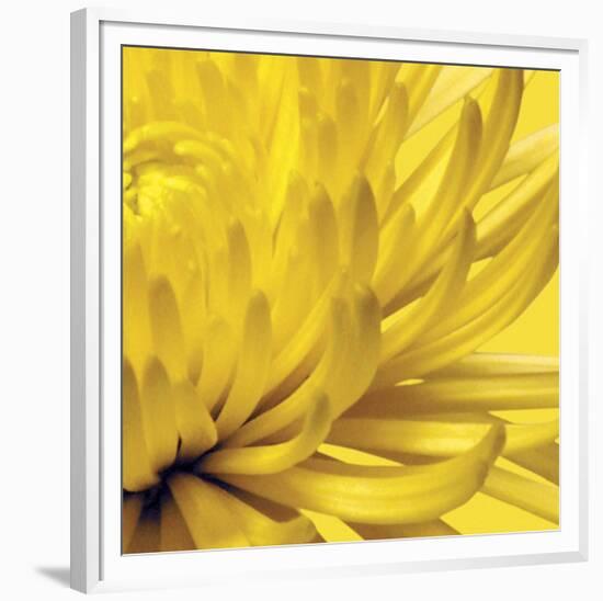 Yellow Mum 2-Jenny Kraft-Framed Art Print