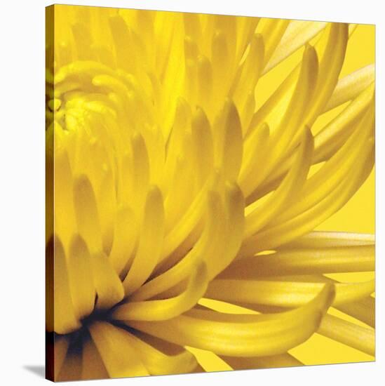 Yellow Mum 2-Jenny Kraft-Stretched Canvas