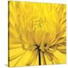 Yellow Mum 4-Jenny Kraft-Stretched Canvas