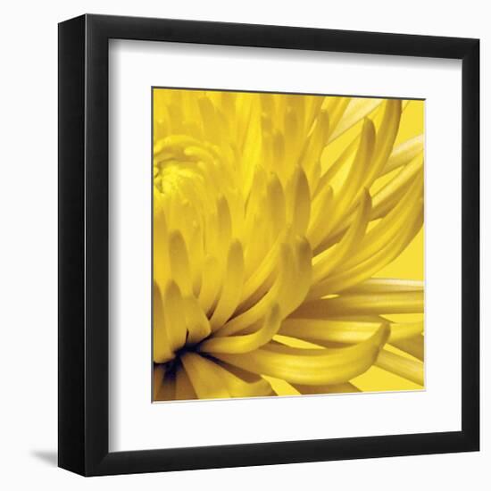 Yellow Mum II-Jenny Kraft-Framed Giclee Print