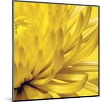 Yellow Mum II-Jenny Kraft-Mounted Giclee Print