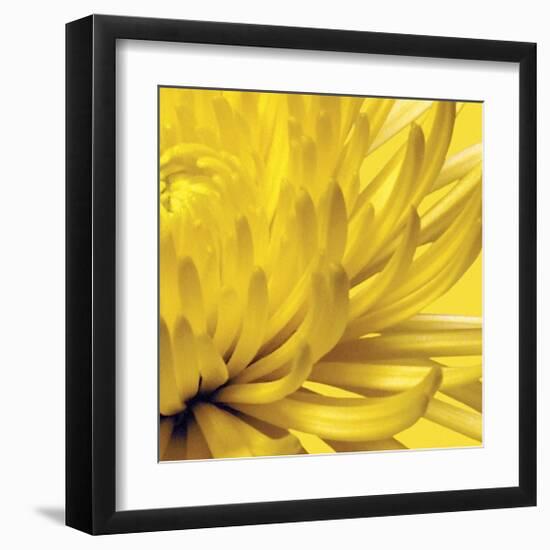 Yellow Mum II-Jenny Kraft-Framed Giclee Print