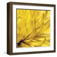 Yellow Mum II-Jenny Kraft-Framed Giclee Print