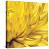 Yellow Mum II-Jenny Kraft-Stretched Canvas