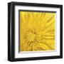 Yellow Mum III-Jenny Kraft-Framed Giclee Print