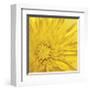 Yellow Mum III-Jenny Kraft-Framed Giclee Print