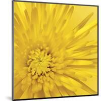 Yellow Mum III-Jenny Kraft-Mounted Giclee Print