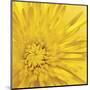 Yellow Mum III-Jenny Kraft-Mounted Giclee Print