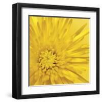 Yellow Mum III-Jenny Kraft-Framed Giclee Print