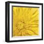 Yellow Mum III-Jenny Kraft-Framed Giclee Print