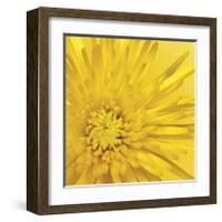 Yellow Mum III-Jenny Kraft-Framed Giclee Print