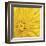 Yellow Mum III-Jenny Kraft-Framed Giclee Print