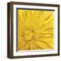 Yellow Mum III-Jenny Kraft-Framed Giclee Print