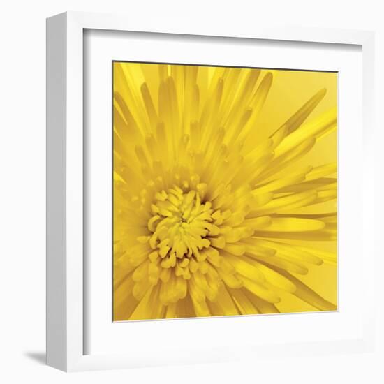 Yellow Mum III-Jenny Kraft-Framed Giclee Print