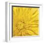 Yellow Mum III-Jenny Kraft-Framed Giclee Print