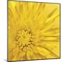 Yellow Mum III-Jenny Kraft-Mounted Giclee Print