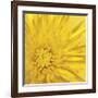 Yellow Mum III-Jenny Kraft-Framed Giclee Print
