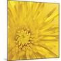 Yellow Mum III-Jenny Kraft-Mounted Giclee Print