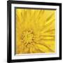 Yellow Mum III-Jenny Kraft-Framed Giclee Print