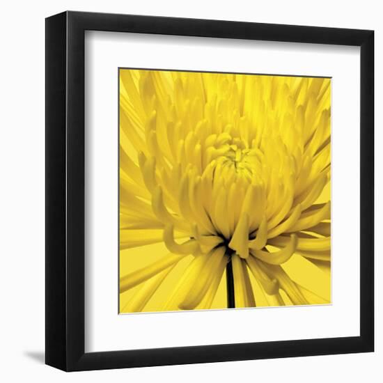 Yellow Mum IV-Jenny Kraft-Framed Giclee Print