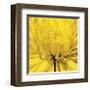 Yellow Mum IV-Jenny Kraft-Framed Giclee Print