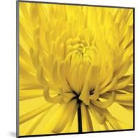 Yellow Mum IV-Jenny Kraft-Mounted Giclee Print