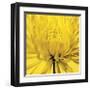 Yellow Mum IV-Jenny Kraft-Framed Giclee Print