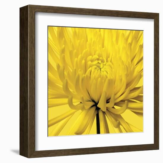 Yellow Mum IV-Jenny Kraft-Framed Giclee Print